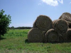 Hay for Grass Fed Animals