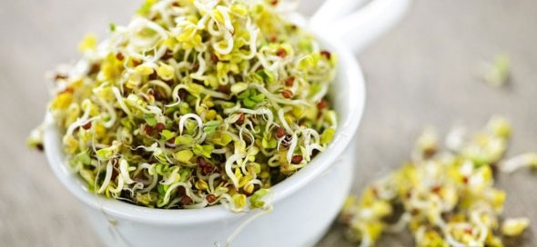 The Benefits OF Sprouts