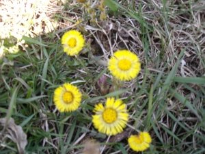 Springtime The First Wild Flowers - Coltsfoot