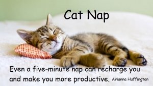 How A Cat Nap Helps To Be More Productive