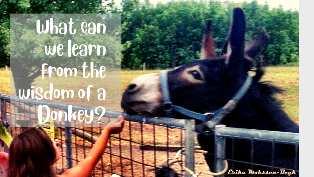 a-donkey-story-what-can-we-learn-from-the-wisdom-of-a-donkey