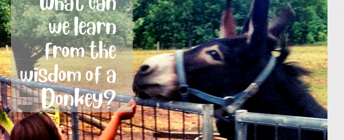 A Donkey Story - What Can We Learn From The Wisdom Of Donkey?